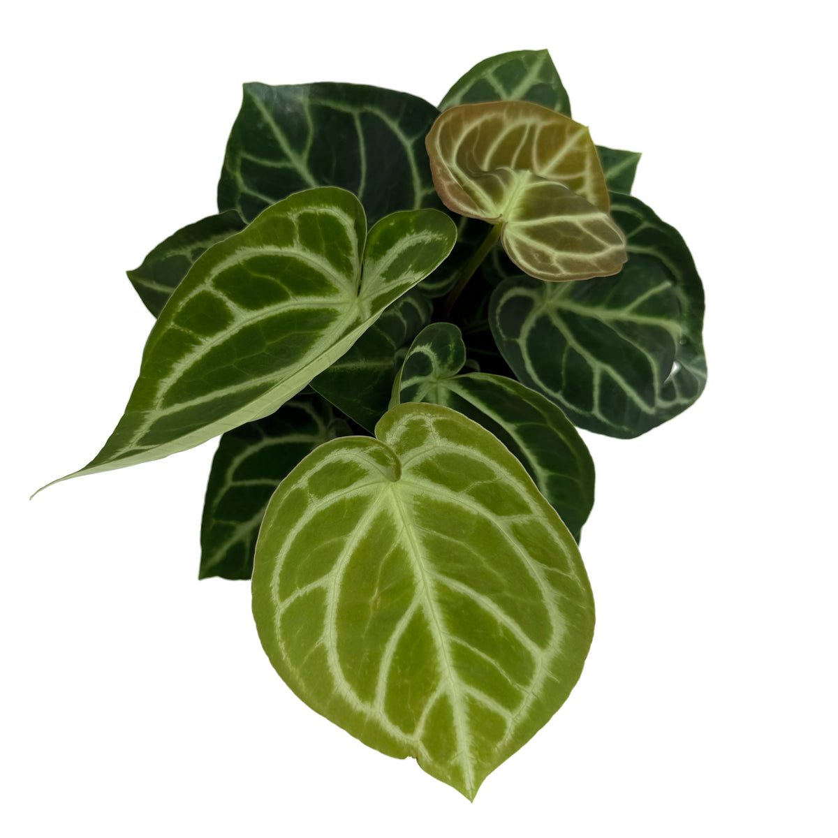 leafjoy Anthurium Arching Amour Hearts Desire 12cm in a white ceramic, top view