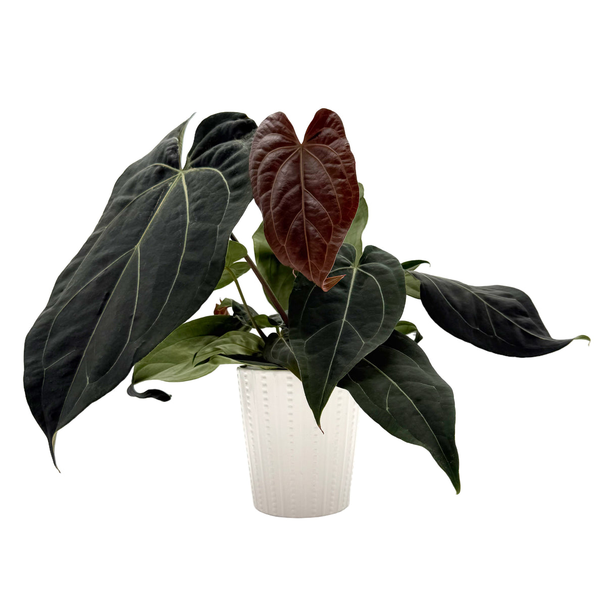 leafjoy Anthurium Michelle 11 x Villenaorum 50 AND Forgetii 57 12cm in a white ceramic, side view