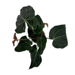 leafjoy Anthurium Michelle 11 x Villenaorum 50 AND Forgetii 57 12cm in a white ceramic, top view