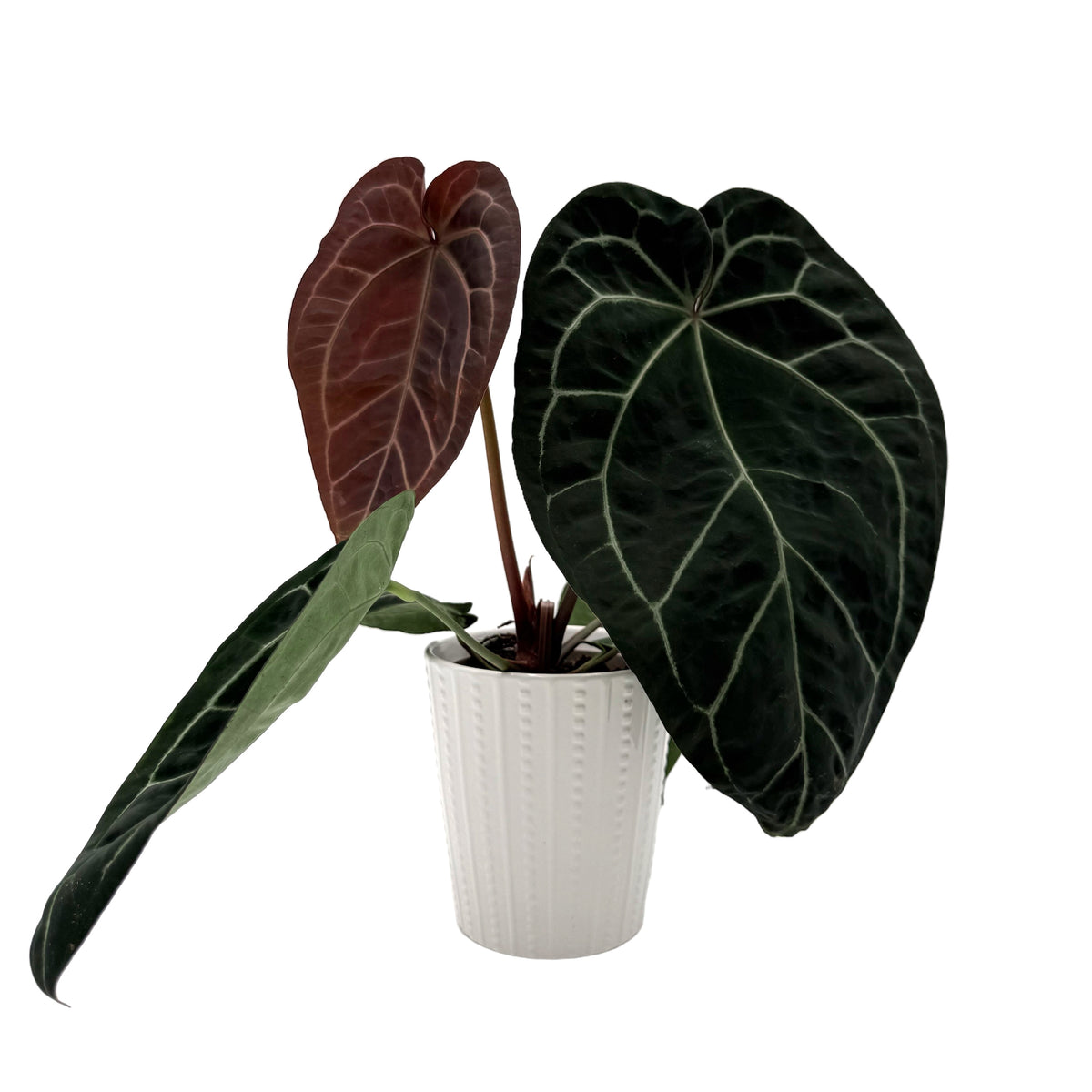 leafjoy Anthurium Crystal Red 12 x Michelle 1 12cm in a white ceramic, side view