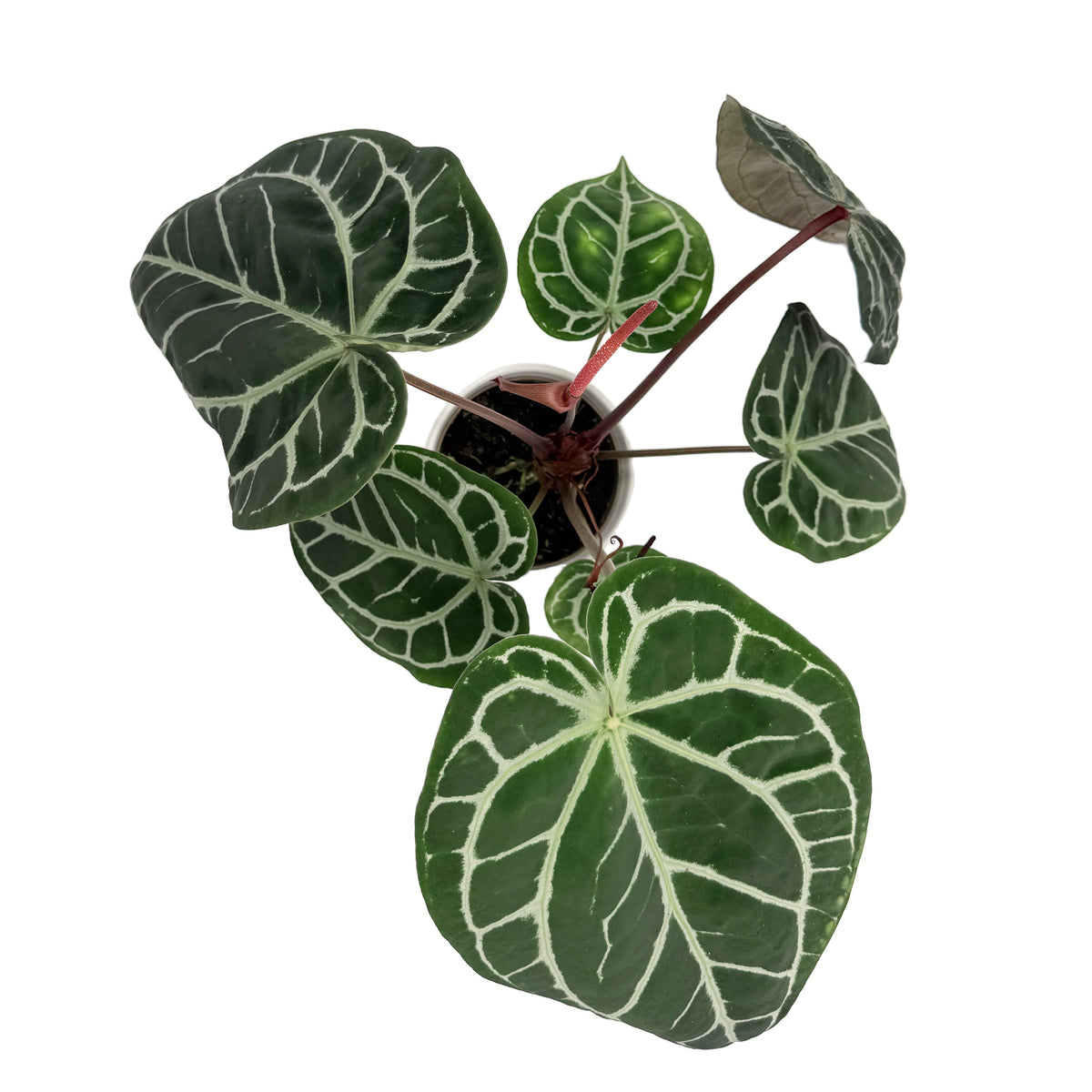 leafjoy Anthurium Crystal Red 12 x Michelle 1 12cm in a white ceramic, top view