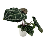 leafjoy Anthurium Crystal Red 12 x Zara 14 12cm in a white ceramic, angled view
