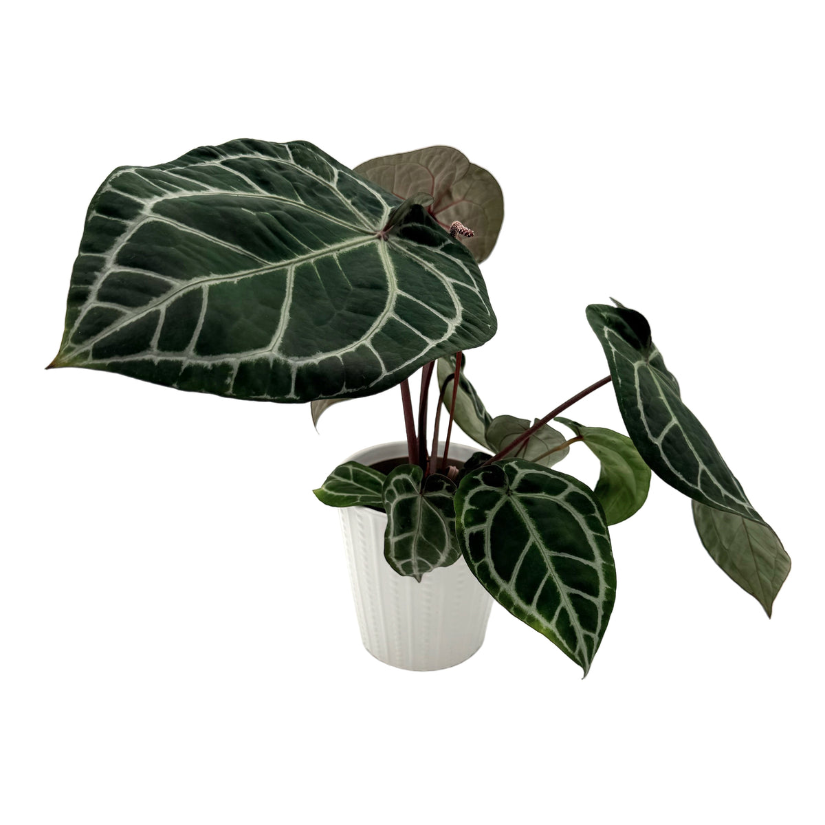 leafjoy Anthurium Crystal Red 12 x Zara 14 12cm in a white ceramic, angled view