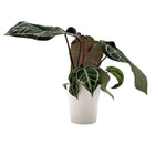leafjoy Anthurium Crystal Red 12 x Zara 14 12cm in a white ceramic, side view