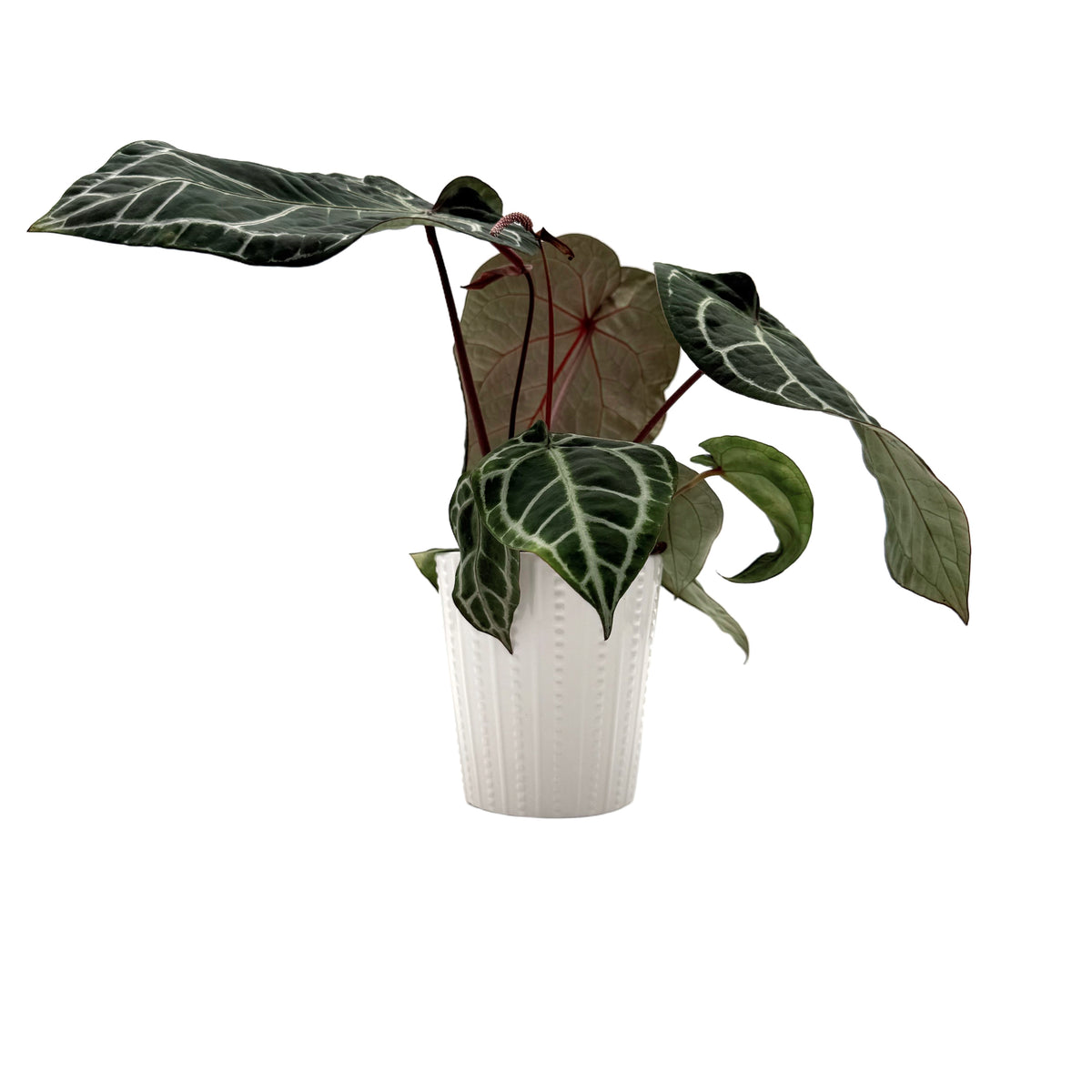 leafjoy Anthurium Crystal Red 12 x Zara 14 12cm in a white ceramic, side view