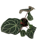 leafjoy Anthurium Crystal Red 12 x Zara 14 12cm in a white ceramic, top view