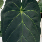 leafjoy Anthurium Zara 14 x Michelle 1 12cm in a white ceramic, close-up of the foliage
