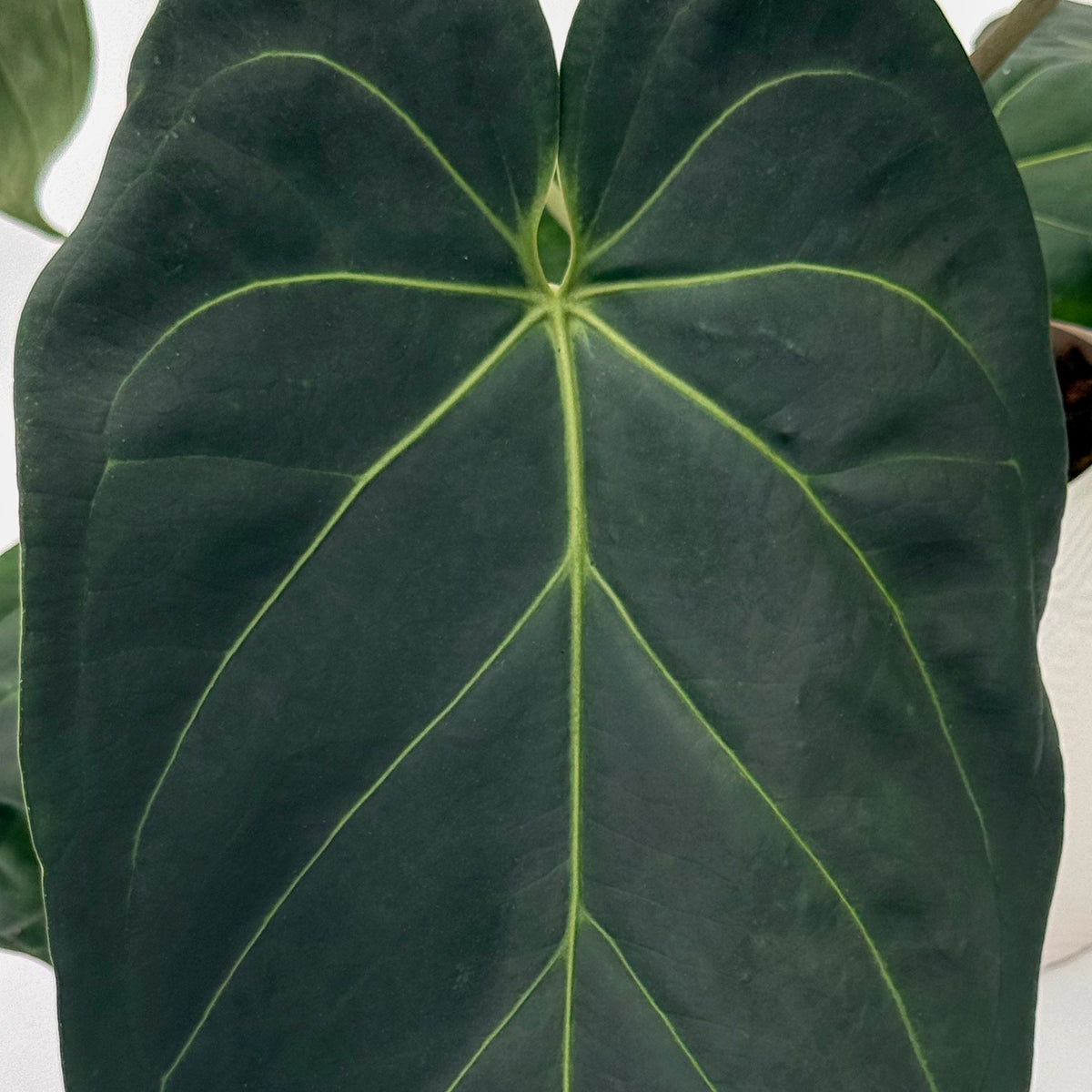 leafjoy Anthurium Zara 14 x Michelle 1 12cm in a white ceramic, close-up of the foliage
