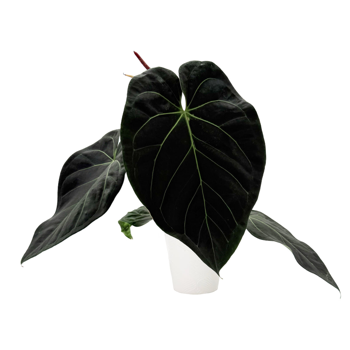 leafjoy Anthurium Zara 14 x Michelle 1 12cm in a white ceramic, side view