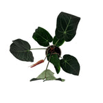leafjoy Anthurium Zara 14 x Michelle 1 12cm in a white ceramic, top view