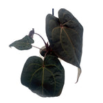 leafjoy Anthurium Michelle Hot Pink 23 x Red Velvet Cake 24 12cm in a white ceramic, angled view