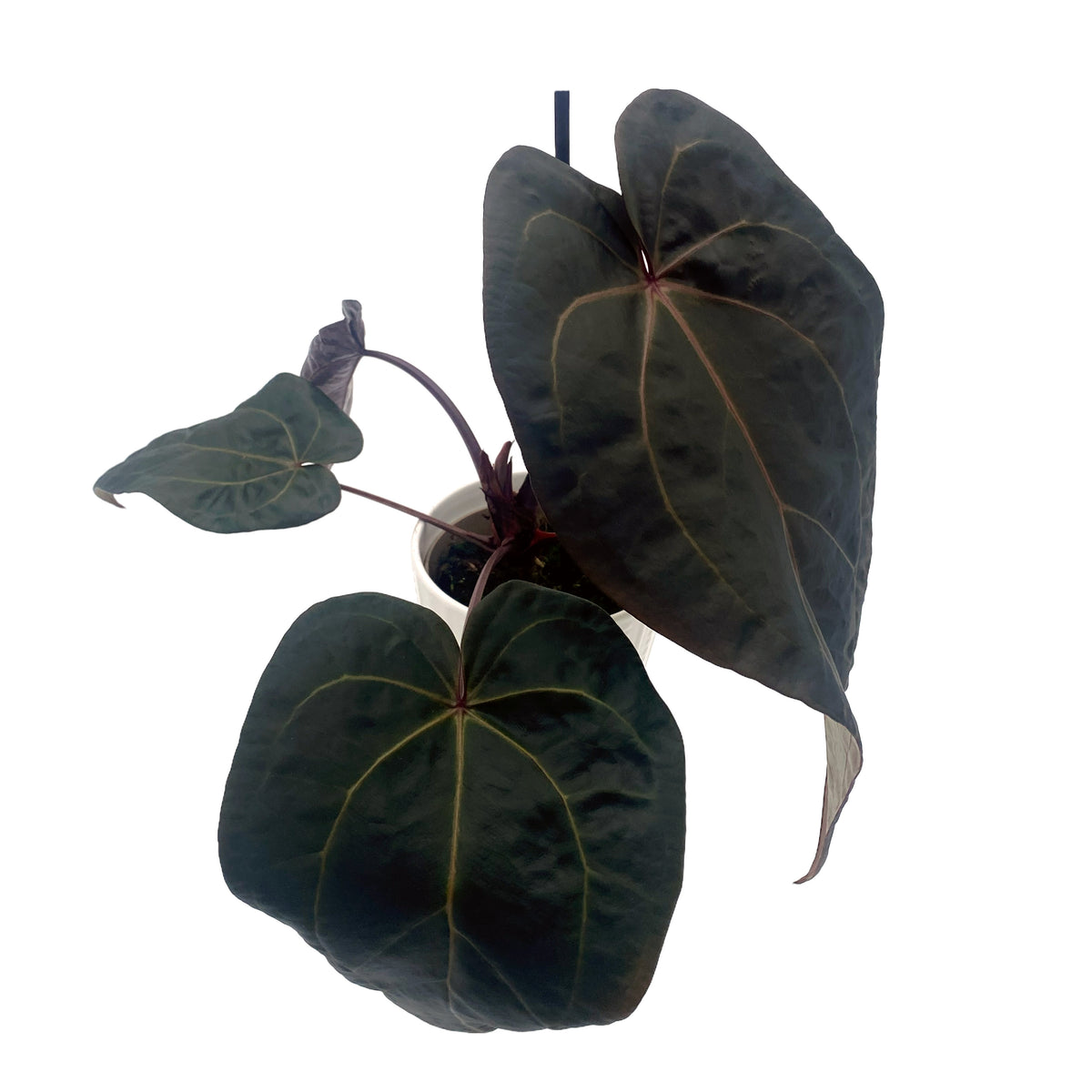 leafjoy Anthurium Michelle Hot Pink 23 x Red Velvet Cake 24 12cm in a white ceramic, angled view