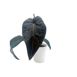 leafjoy Anthurium Michelle Hot Pink 23 x Red Velvet Cake 24 12cm in a white ceramic, side view