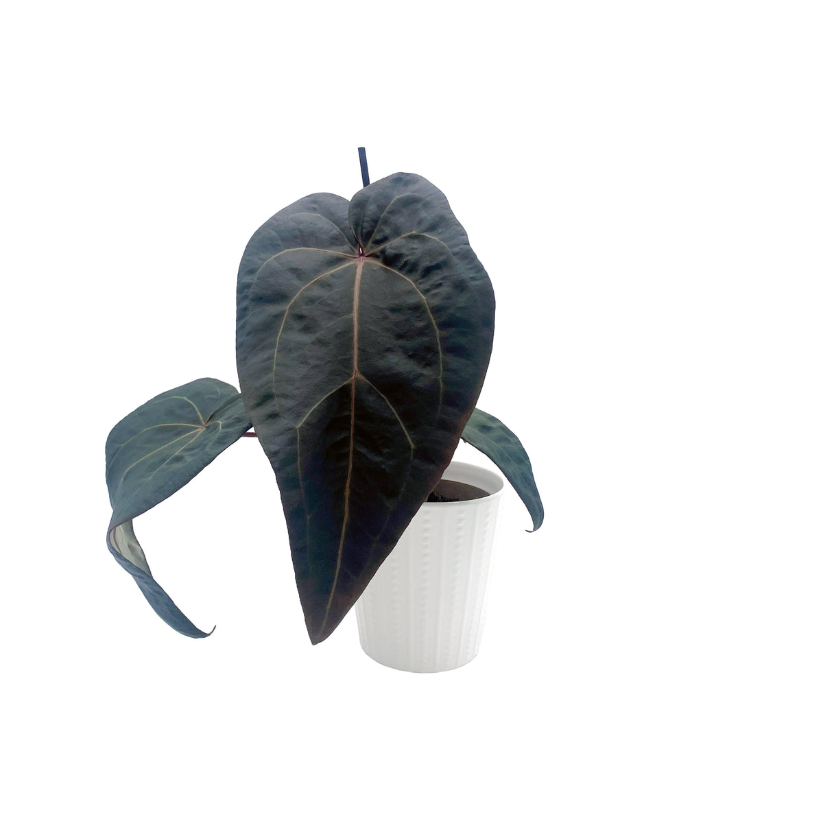 leafjoy Anthurium Michelle Hot Pink 23 x Red Velvet Cake 24 12cm in a white ceramic, side view