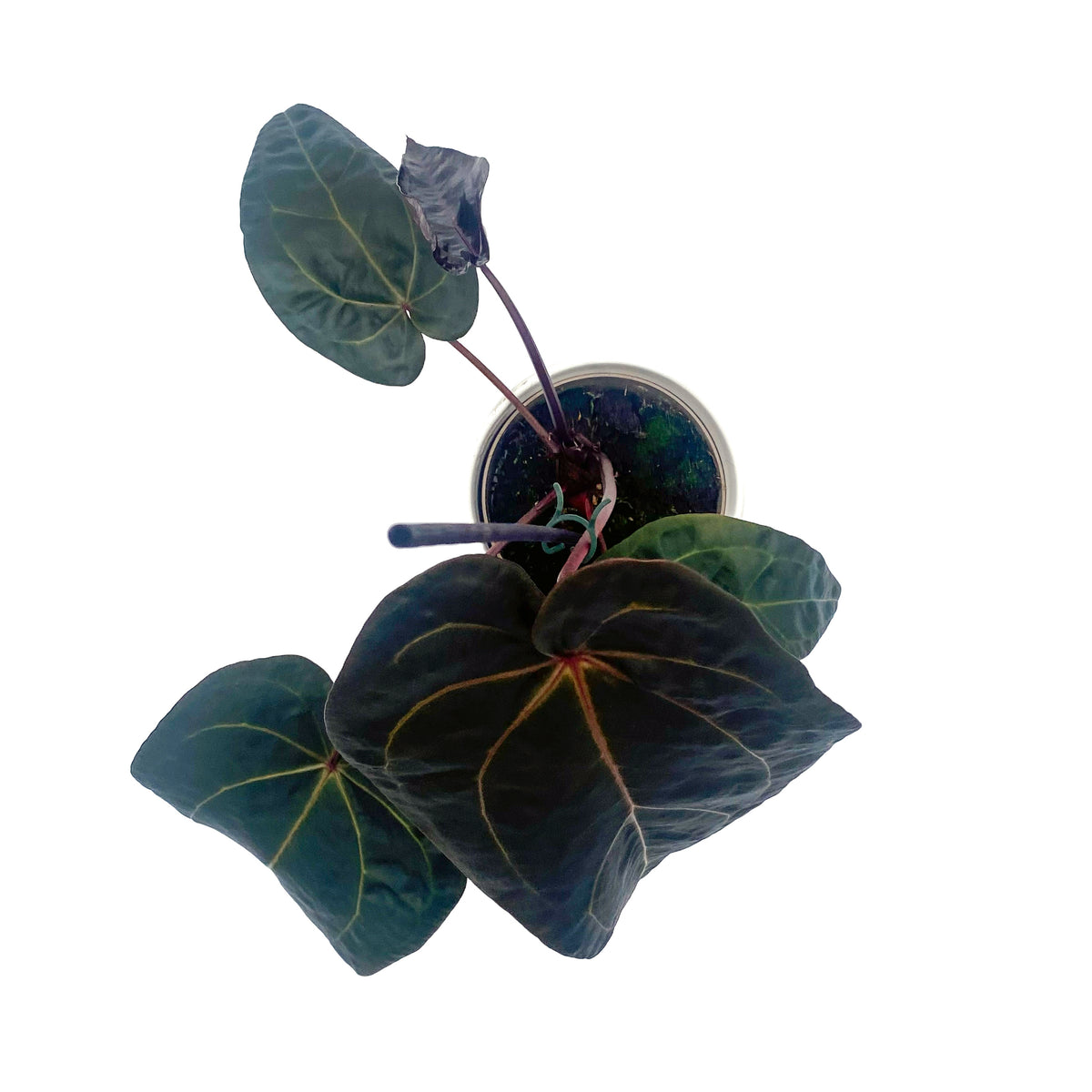 leafjoy Anthurium Michelle Hot Pink 23 x Red Velvet Cake 24 12cm in a white ceramic, top view