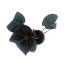 leafjoy Anthurium Michelle Hot Pink 23 x Red Velvet Cake 24 12cm in a white ceramic, top view
