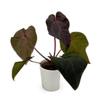 DocBlock Michelle Hot Pink 23 x Red Velvet Cake 24 anthurium in white ceramic pot, hero view