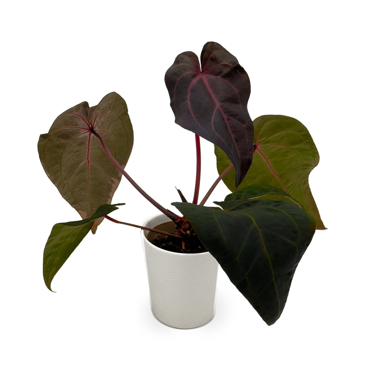 DocBlock Michelle Hot Pink 23 x Red Velvet Cake 24 anthurium in white ceramic pot, hero view
