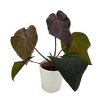 DocBlock Michelle Hot Pink 23 x Red Velvet Cake 24 anthurium in white ceramic pot, hero view