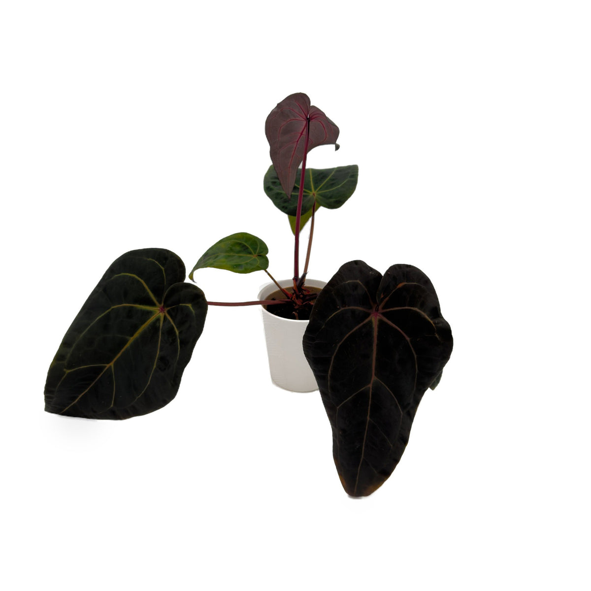 DocBlock Michelle Hot Pink 23 x Red Velvet Cake 24 anthurium in white ceramic pot, hero view