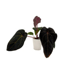 DocBlock Michelle Hot Pink 23 x Red Velvet Cake 24 anthurium in white ceramic pot, hero view