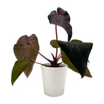 DocBlock Michelle Hot Pink 23 x Red Velvet Cake 24 anthurium in white ceramic pot, side view