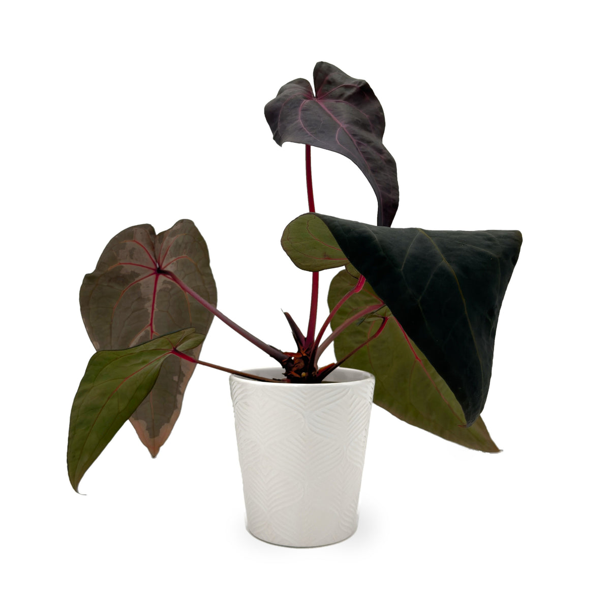 DocBlock Michelle Hot Pink 23 x Red Velvet Cake 24 anthurium in white ceramic pot, side view