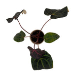 DocBlock Michelle Hot Pink 23 x Red Velvet Cake 24 anthurium in white ceramic pot, top view
