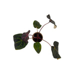 DocBlock Michelle Hot Pink 23 x Red Velvet Cake 24 anthurium in white ceramic pot, top view
