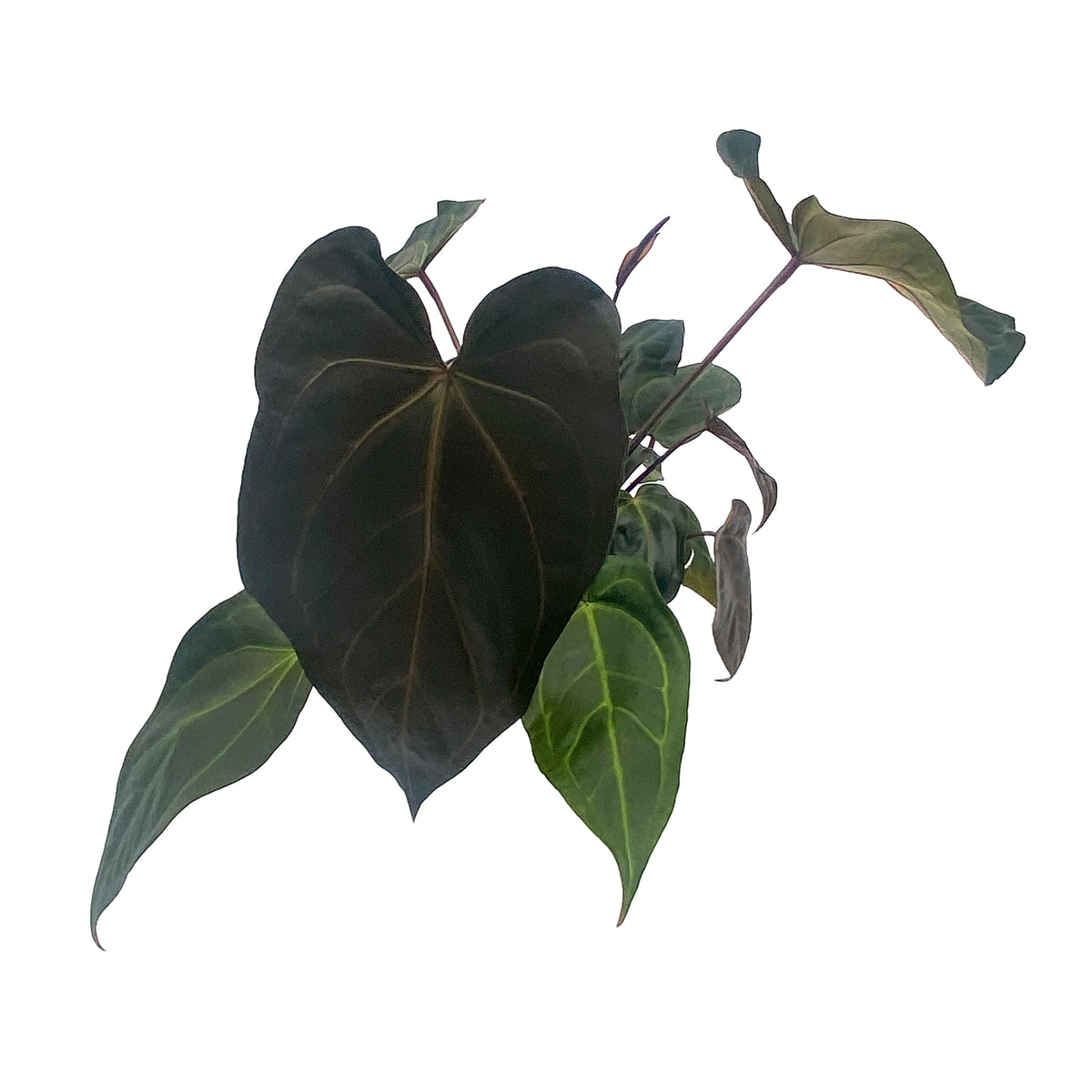 leafjoy Anthurium Red Velvet Cake 24 x Zara 3 x Black Widow 43 12cm in a white ceramic, side view