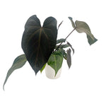 leafjoy Anthurium Red Velvet Cake 24 x Zara 3 x Black Widow 43 12cm in a white ceramic, side view