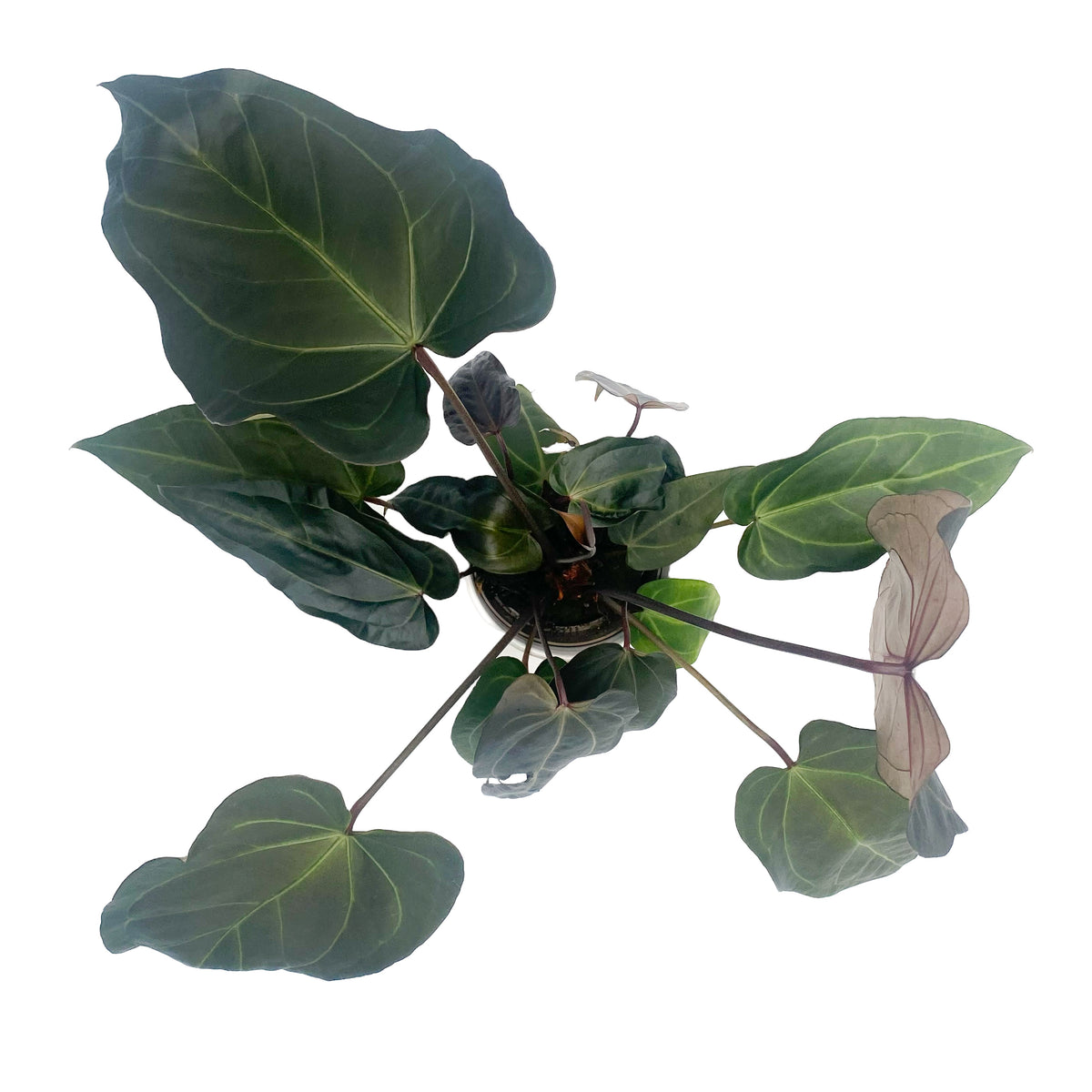 leafjoy Anthurium Red Velvet Cake 24 x Zara 3 x Black Widow 43 12cm in a white ceramic, top view