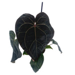 leafjoy Anthurium Michelle x Zara 28 x Red Velvet Cake 24 12cm in a white ceramic, angled view