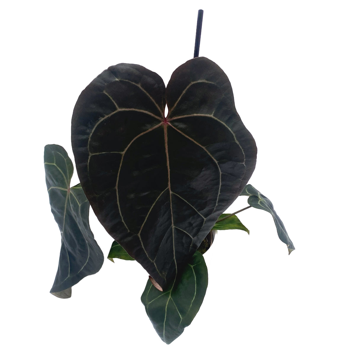 leafjoy Anthurium Michelle x Zara 28 x Red Velvet Cake 24 12cm in a white ceramic, angled view