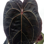 leafjoy Anthurium Michelle x Zara 28 x Red Velvet Cake 24 12cm in a white ceramic, close-up of the foliage