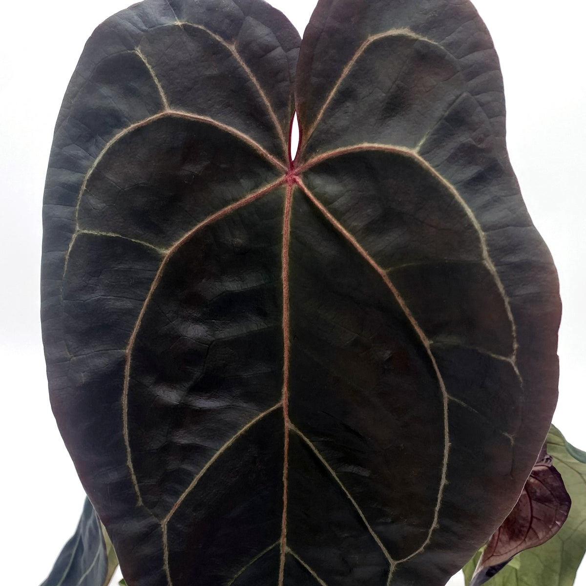 leafjoy Anthurium Michelle x Zara 28 x Red Velvet Cake 24 12cm in a white ceramic, close-up of the foliage