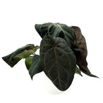 leafjoy Anthurium Michelle x Zara 28 x Red Velvet Cake 24 12cm in a white ceramic, side view