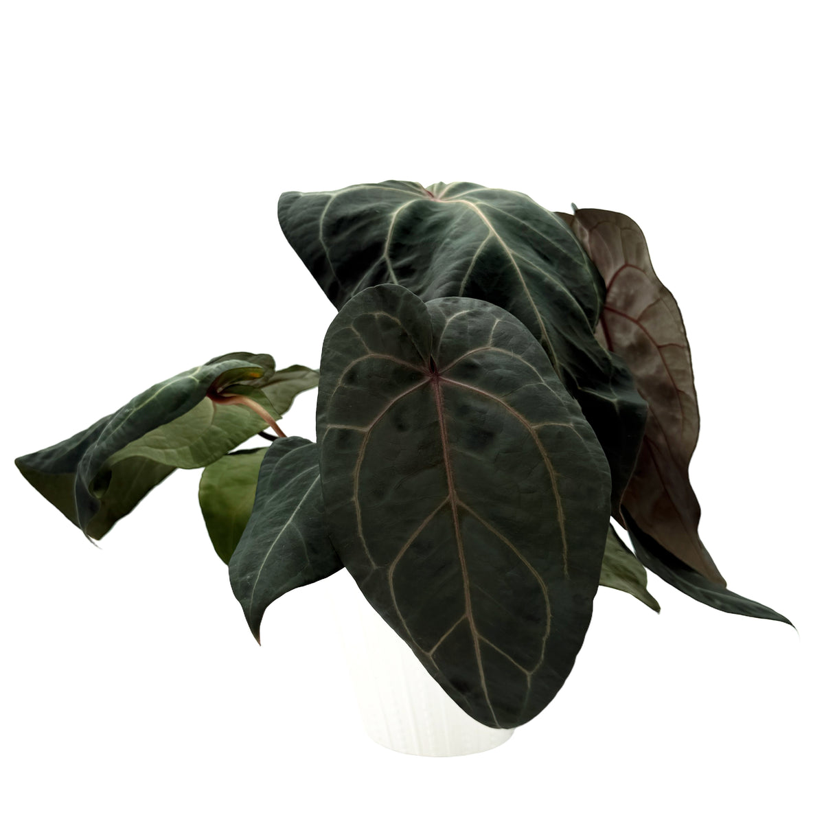leafjoy Anthurium Michelle x Zara 28 x Red Velvet Cake 24 12cm in a white ceramic, side view