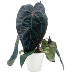 leafjoy Anthurium Michelle x Zara 28 x Red Velvet Cake 24 12cm in a white ceramic, side view