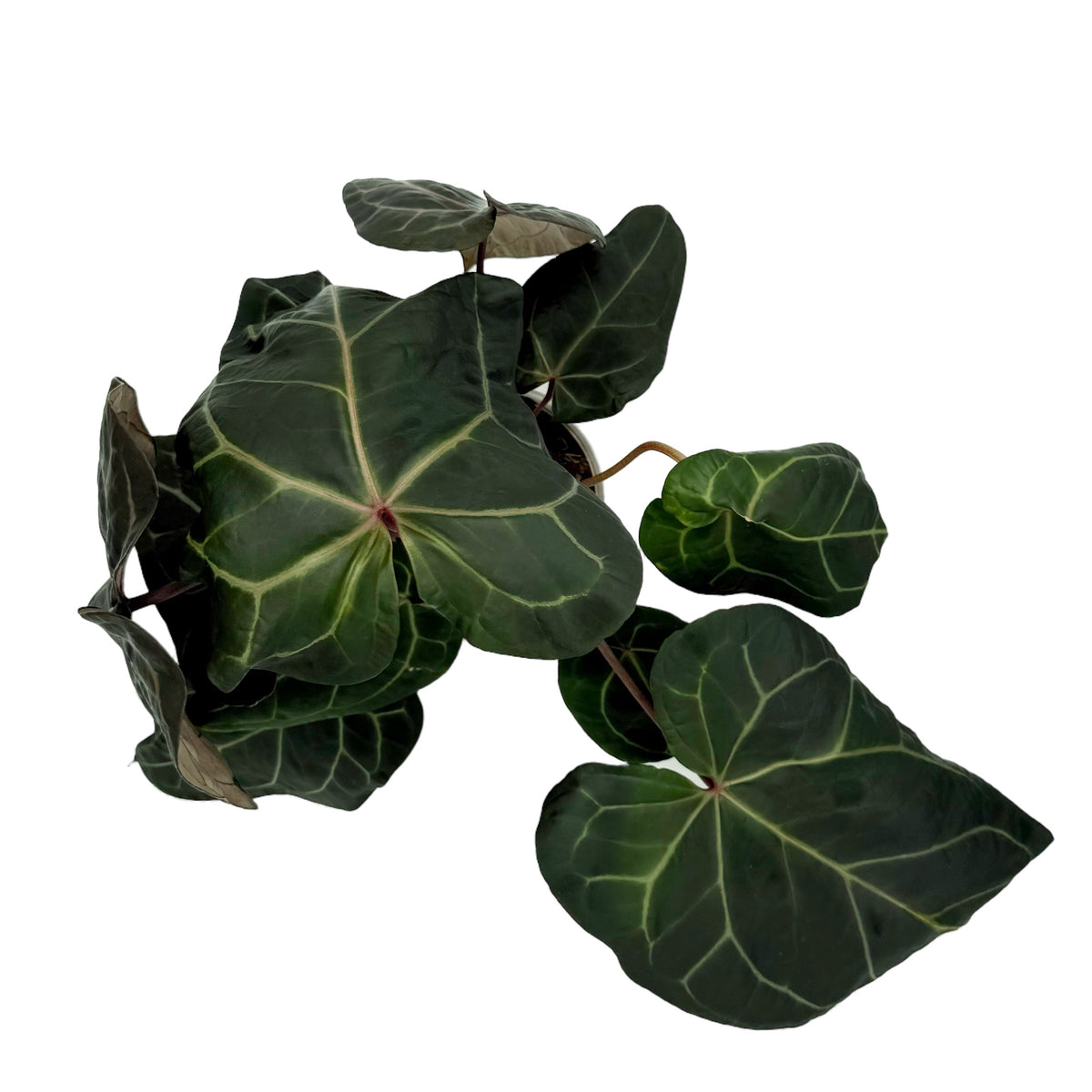 leafjoy Anthurium Michelle x Zara 28 x Red Velvet Cake 24 12cm in a white ceramic, top view