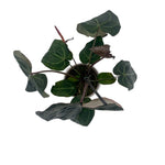 leafjoy Anthurium Michelle x Zara 28 x Red Velvet Cake 24 12cm in a white ceramic, top view