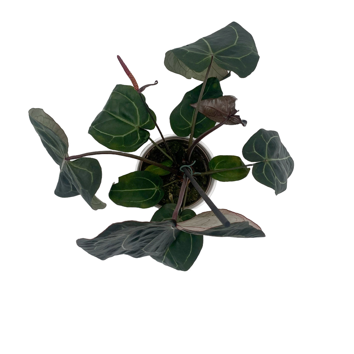 leafjoy Anthurium Michelle x Zara 28 x Red Velvet Cake 24 12cm in a white ceramic, top view