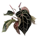 leafjoy Anthurium Thors Lightning 30 x Michelle 1 12cm in a white ceramic, angled view