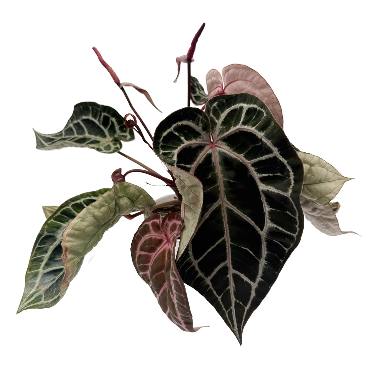 leafjoy Anthurium Thors Lightning 30 x Michelle 1 12cm in a white ceramic, angled view