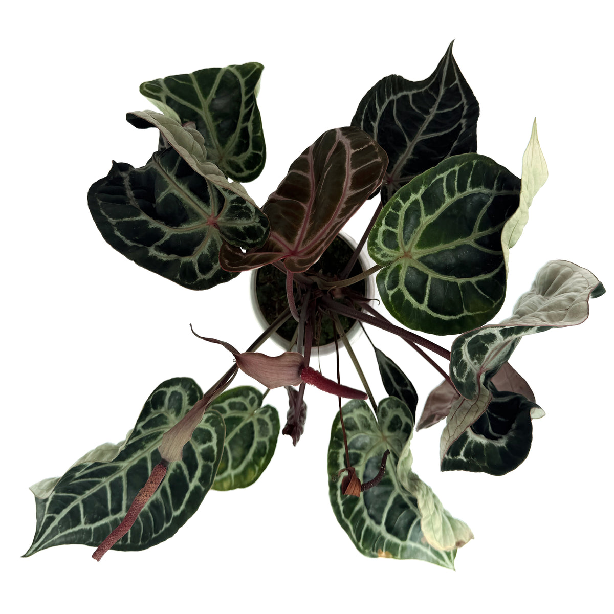 leafjoy Anthurium Thors Lightning 30 x Michelle 1 12cm in a white ceramic, top view