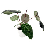 leafjoy Anthurium Home, Sweet Home 32 x Red Velvet Cake 24 12cm in a white ceramic, angled view