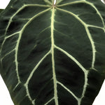 leafjoy Anthurium Home, Sweet Home 32 x Red Velvet Cake 24 12cm in a white ceramic, close-up of the foliage