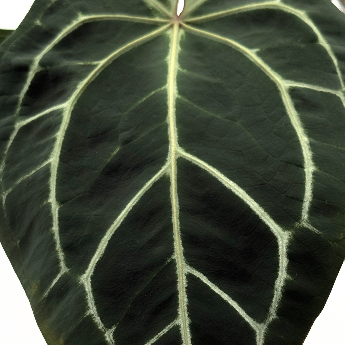 leafjoy Anthurium Home, Sweet Home 32 x Red Velvet Cake 24 12cm in a white ceramic, close-up of the foliage