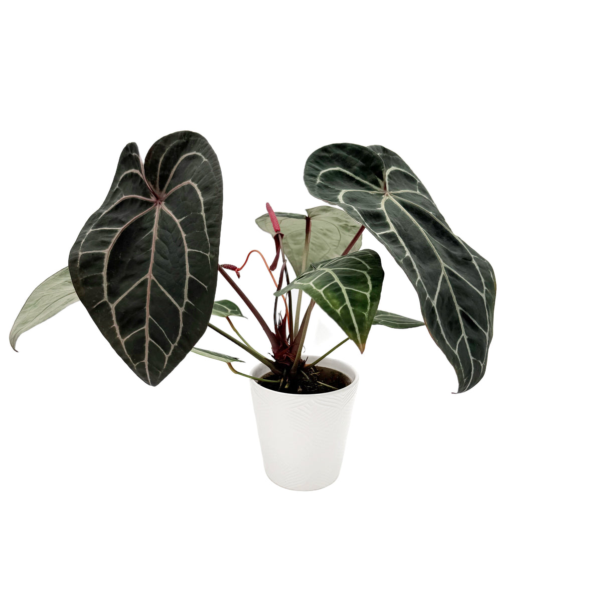 leafjoy Anthurium Home, Sweet Home 32 x Red Velvet Cake 24 12cm in a white ceramic, side view