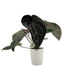 leafjoy Anthurium Home, Sweet Home 32 x Red Velvet Cake 24 12cm in a white ceramic, side view